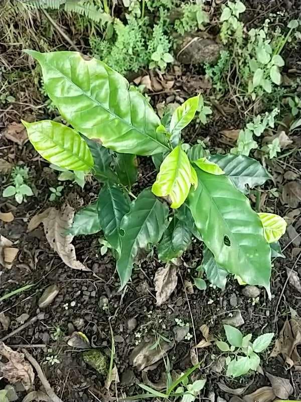 tree image
