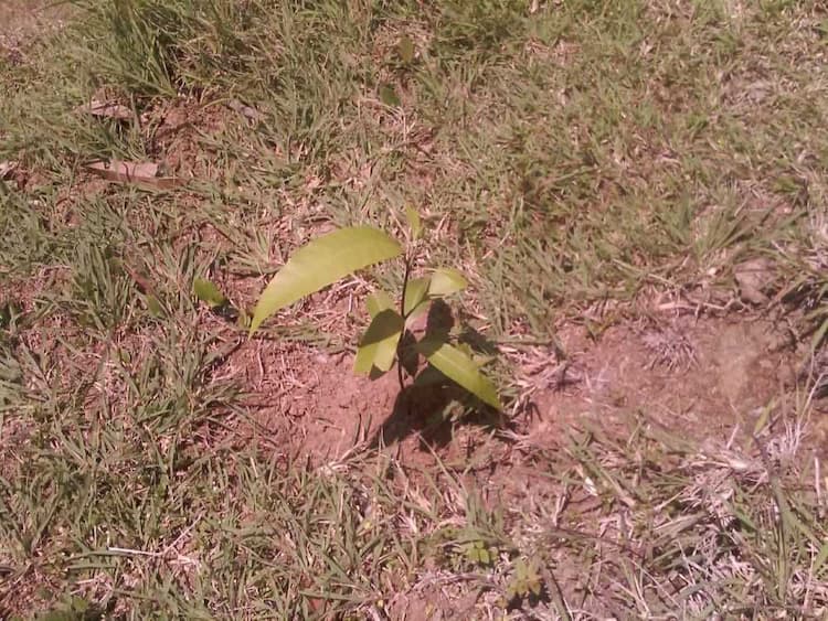 tree image