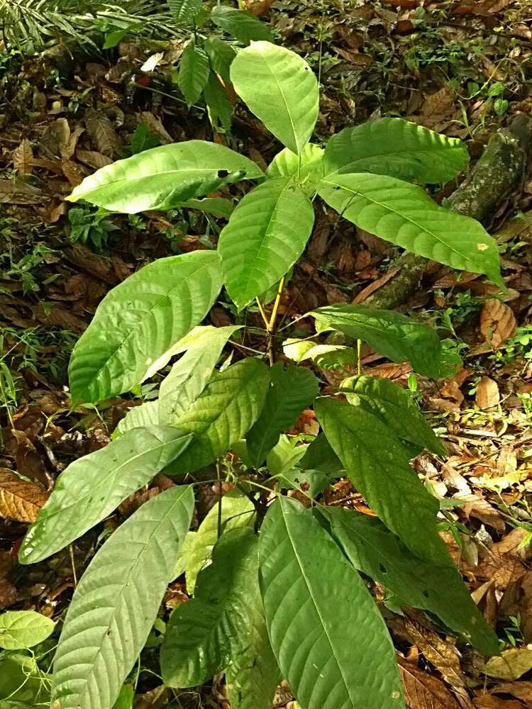 tree image