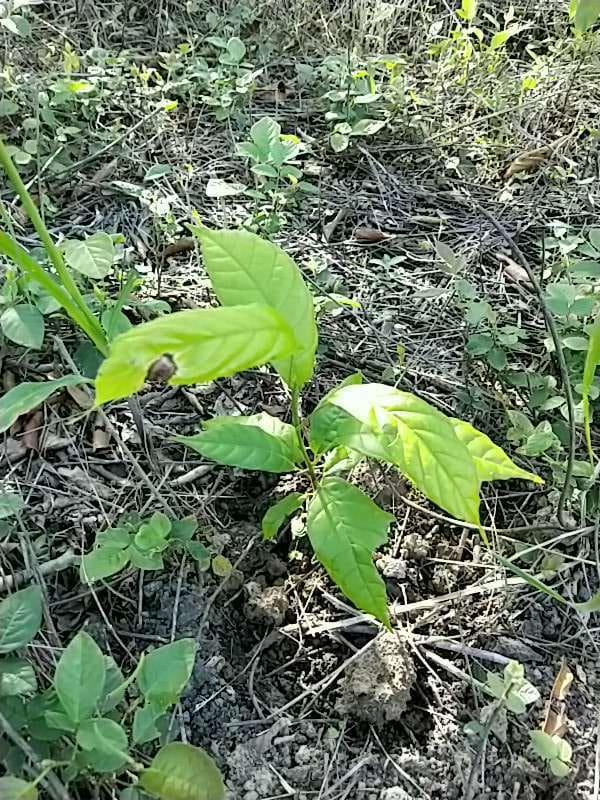 tree image