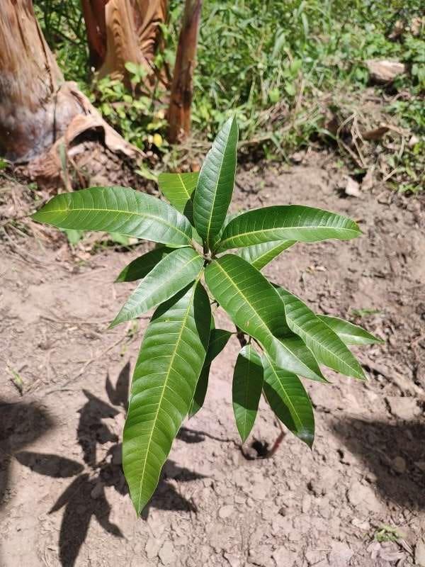 tree image