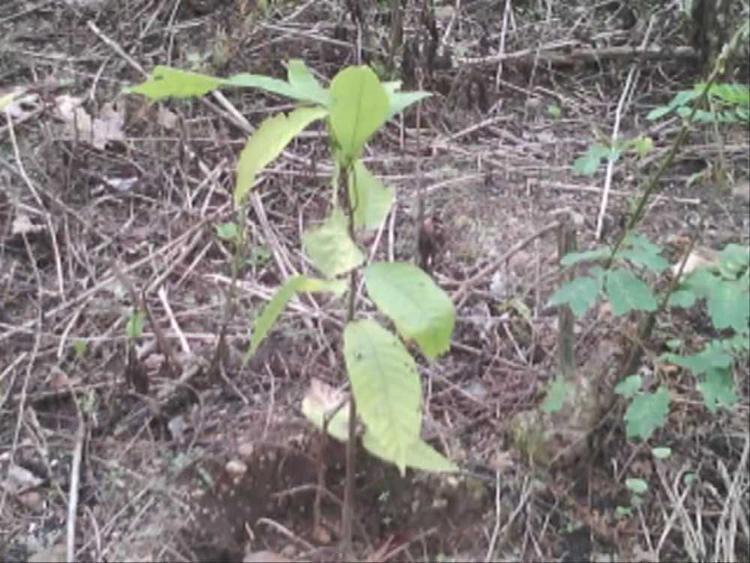 tree image