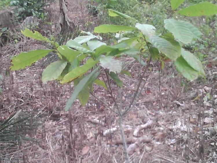 tree image