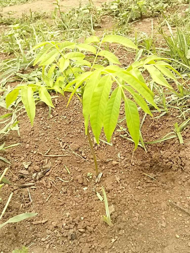 tree image