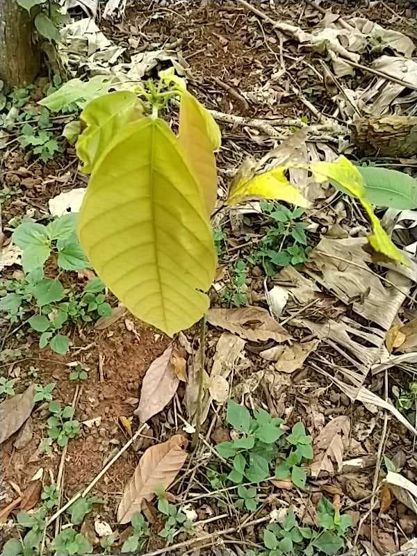 tree image