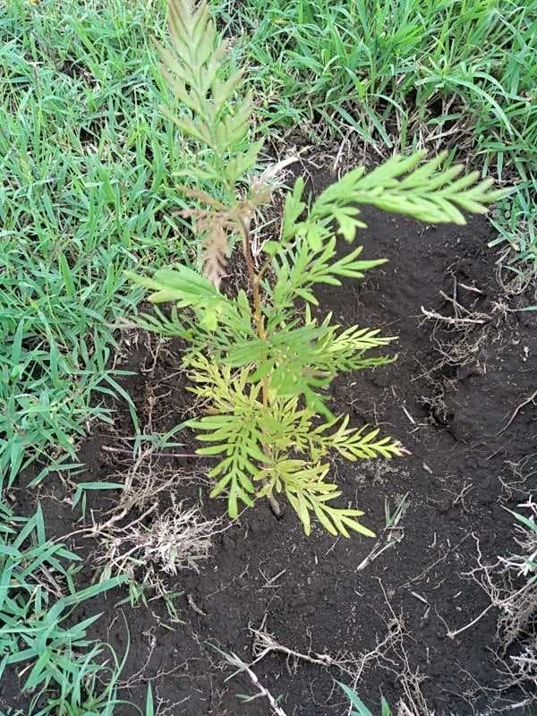 tree image