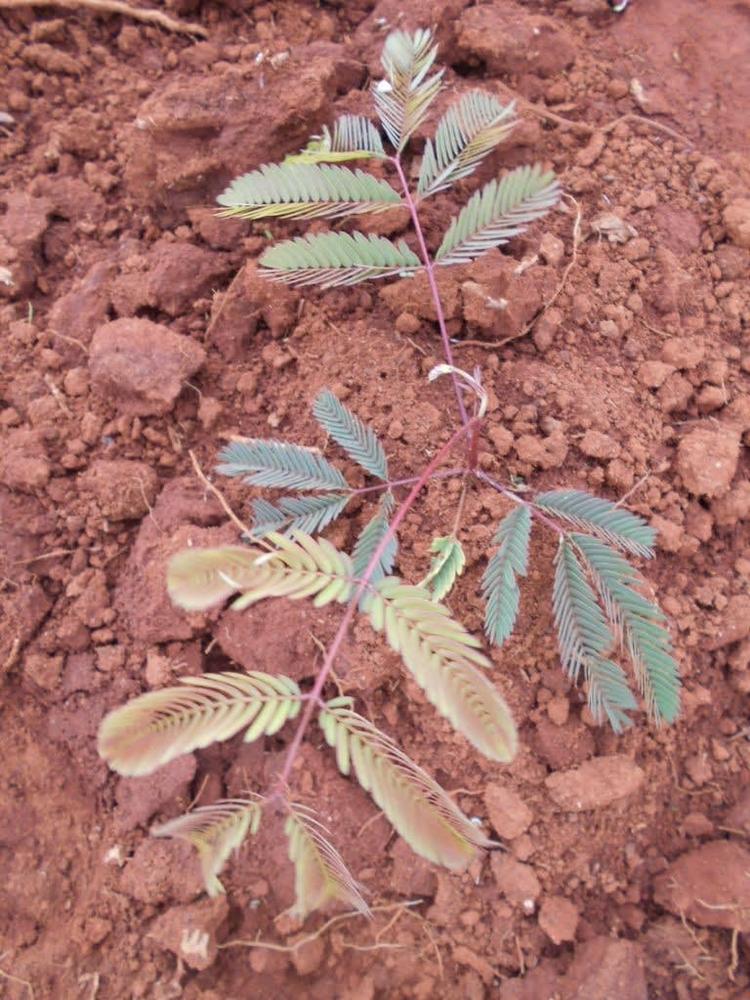 tree image
