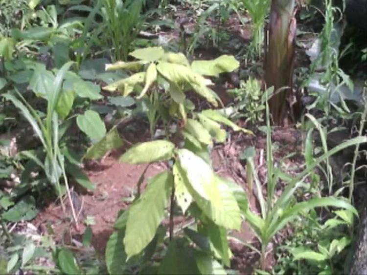 tree image