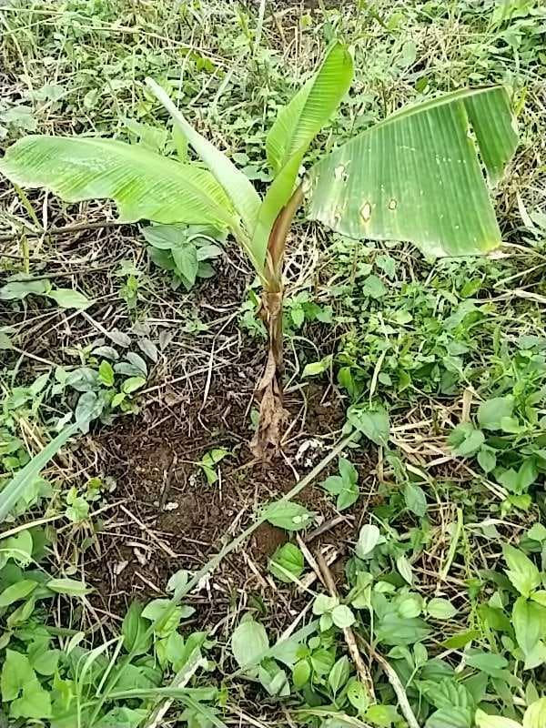 tree image