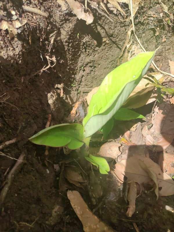tree image