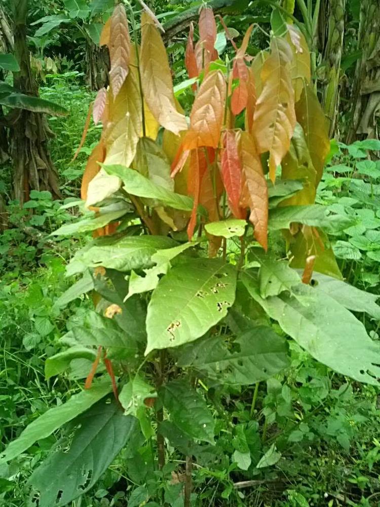 tree image