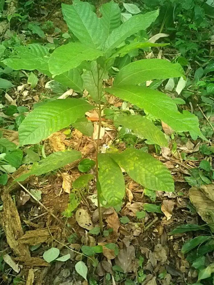 tree image