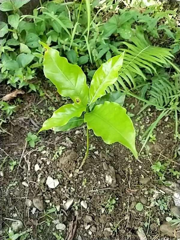 tree image