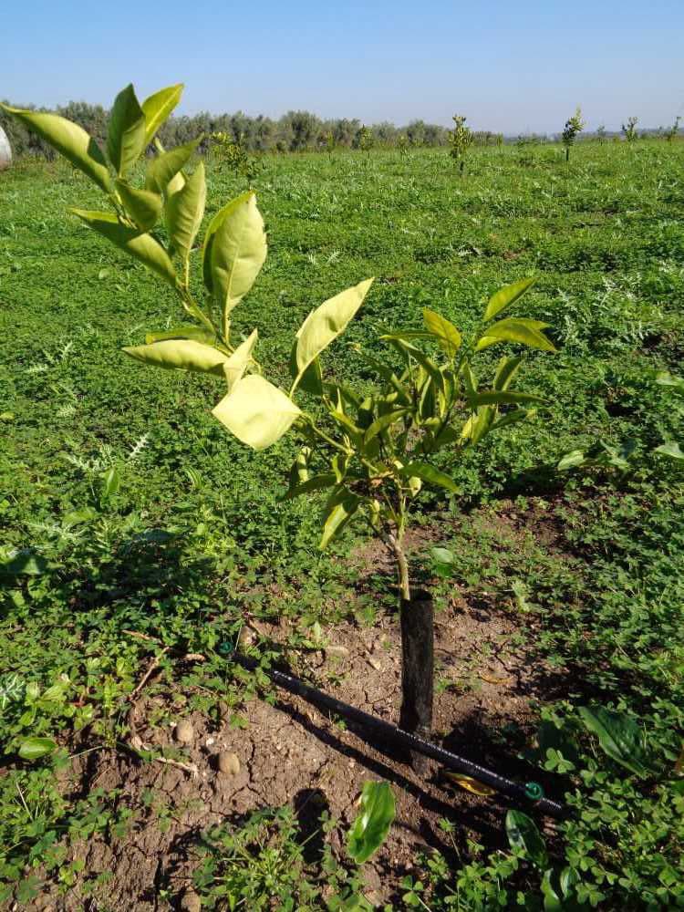 tree image