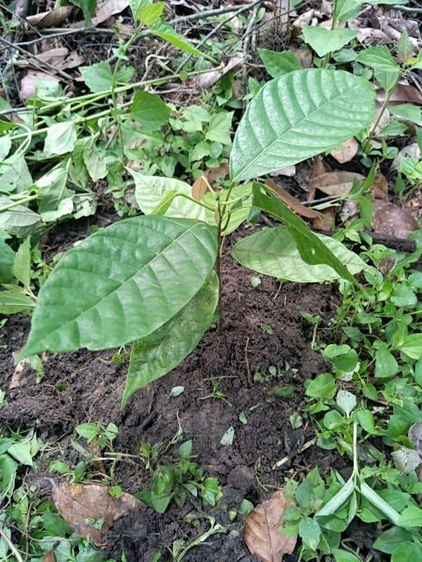 tree image