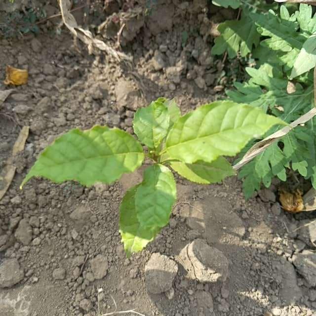 tree image