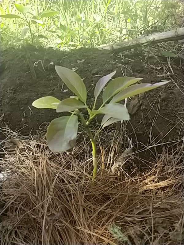 tree image