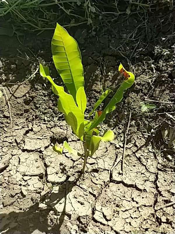 tree image