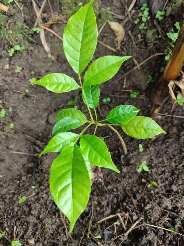 tree image