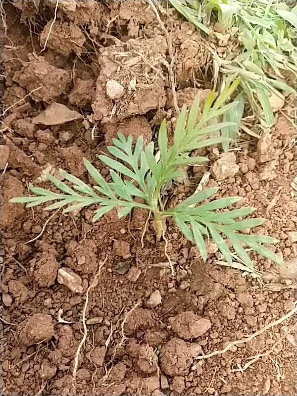 tree image