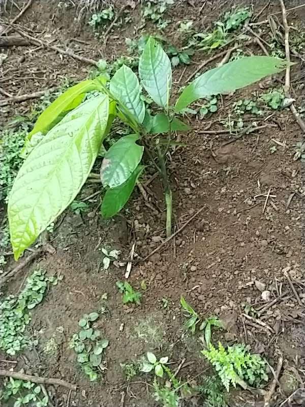 tree image