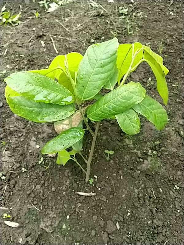 tree image