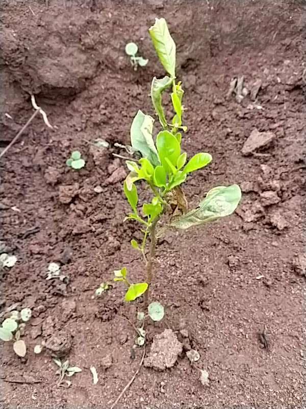 tree image