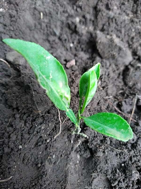 tree image