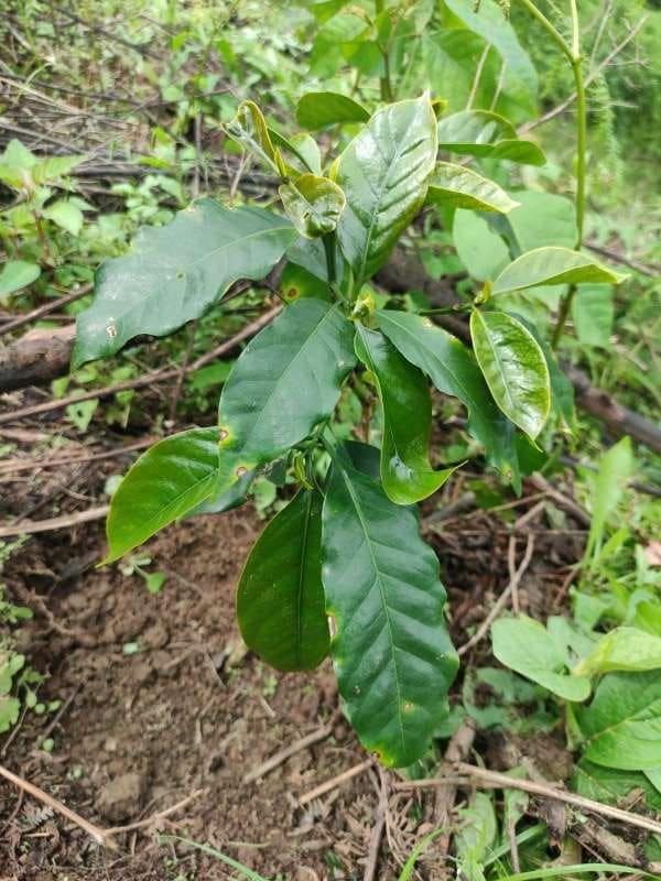 tree image