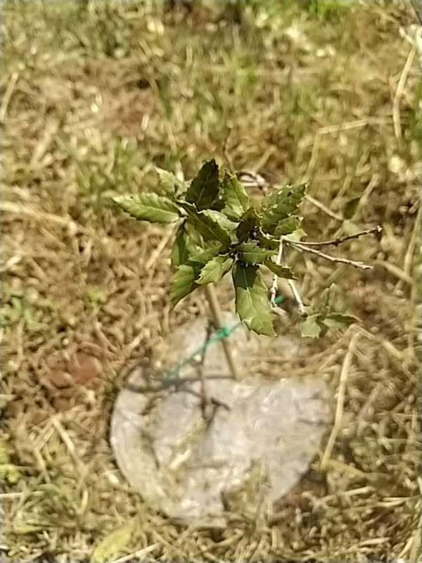 tree image