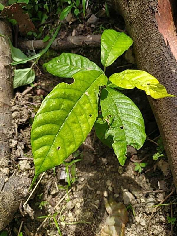 tree image