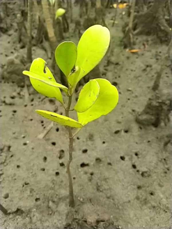tree image