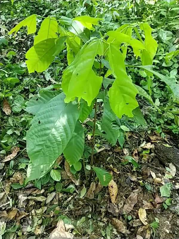 tree image