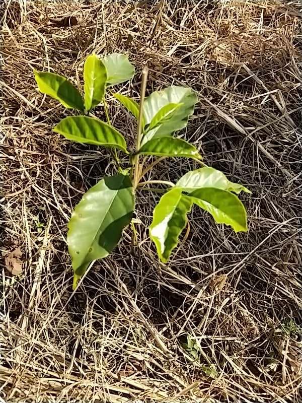 tree image