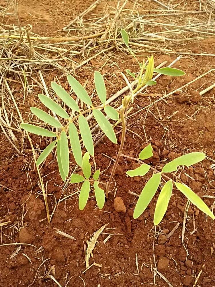 tree image
