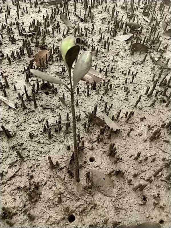 tree image