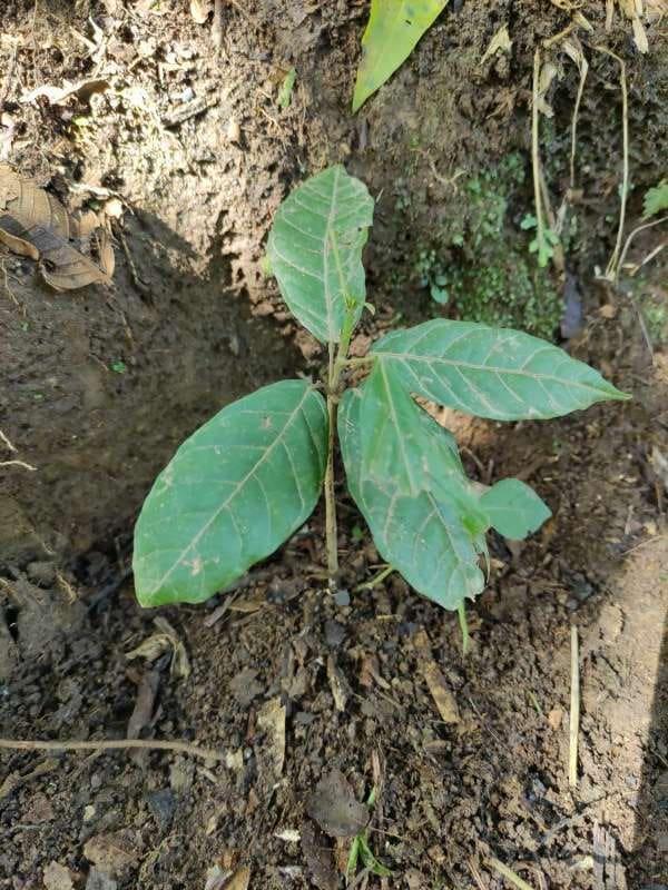 tree image