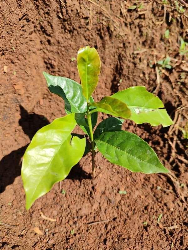 tree image