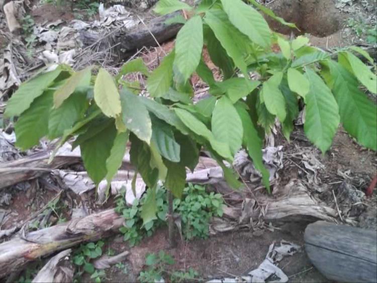 tree image