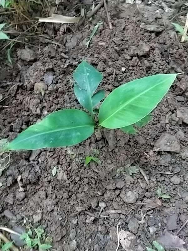 tree image