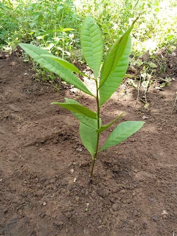 tree image
