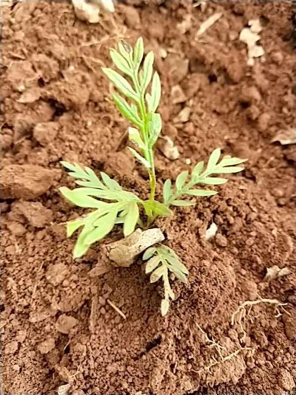 tree image