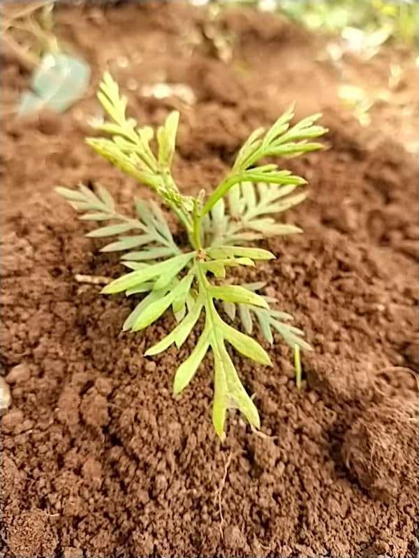 tree image