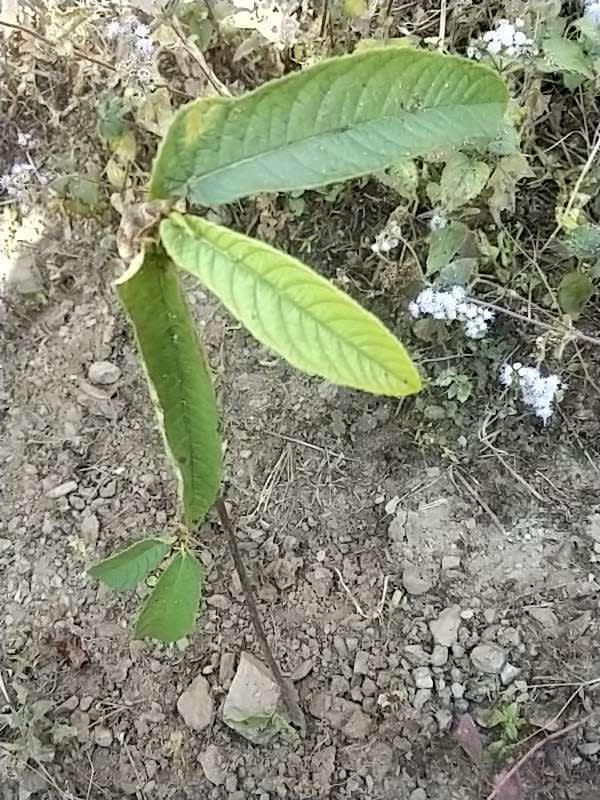tree image