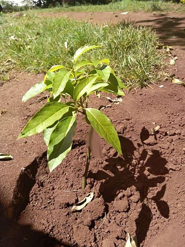 tree image