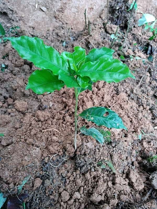 tree image