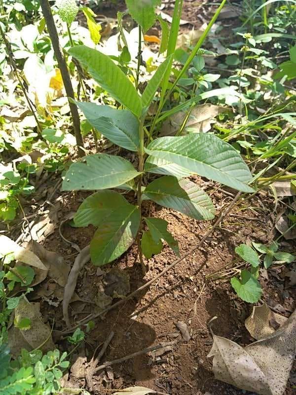 tree image