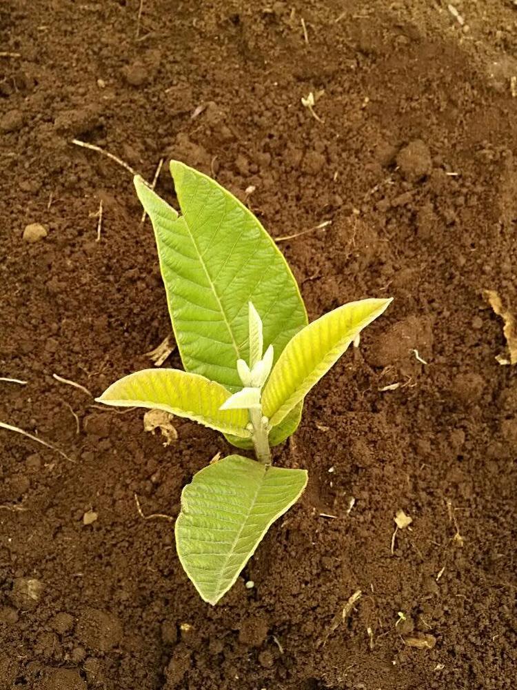 tree image