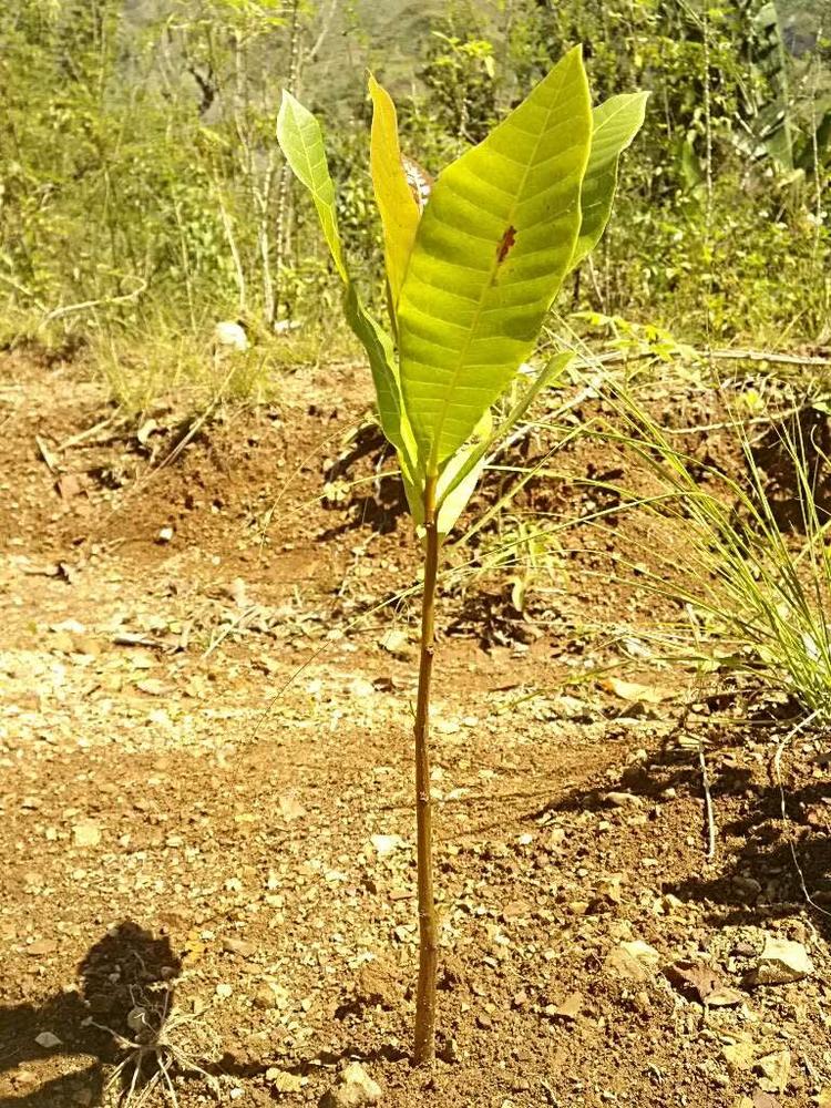 tree image
