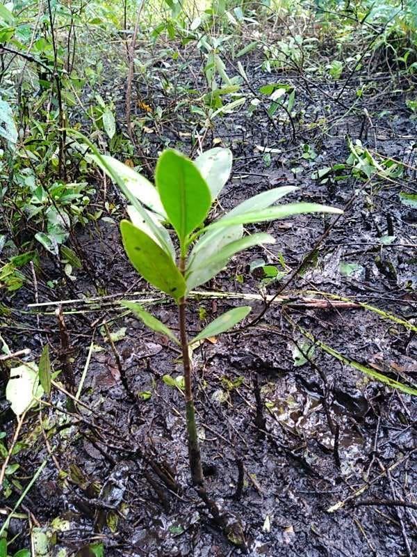 tree image
